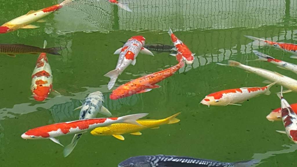 The Koi Pond on The Woodlands Waterway | The Woodlands, TX 77380, USA