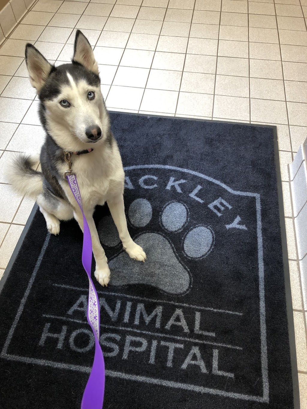 Hinckley Animal Hospital | 1287 Ridge Rd, Hinckley, OH 44233, USA | Phone: (330) 278-4700