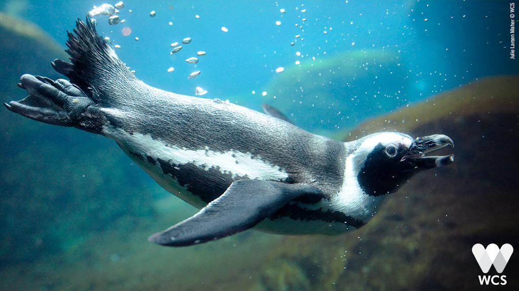 New York Aquarium | 602 Surf Ave, Brooklyn, NY 11224, USA | Phone: (718) 265-3474