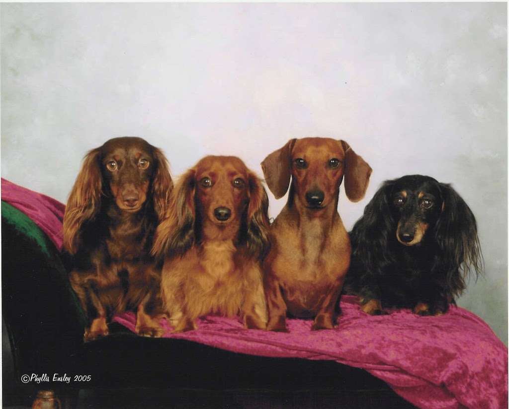 Dachshund Treasures | 5619 SW 116th Ave, Cooper City, FL 33330, USA | Phone: (954) 434-8277