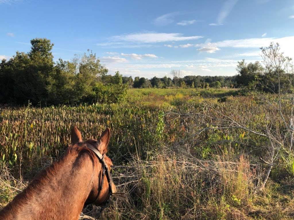 Lake Norris Conservation Area South Trailhead | 37449-37487 Hart Ranch Rd, Eustis, FL 32736, USA | Phone: (386) 329-4404