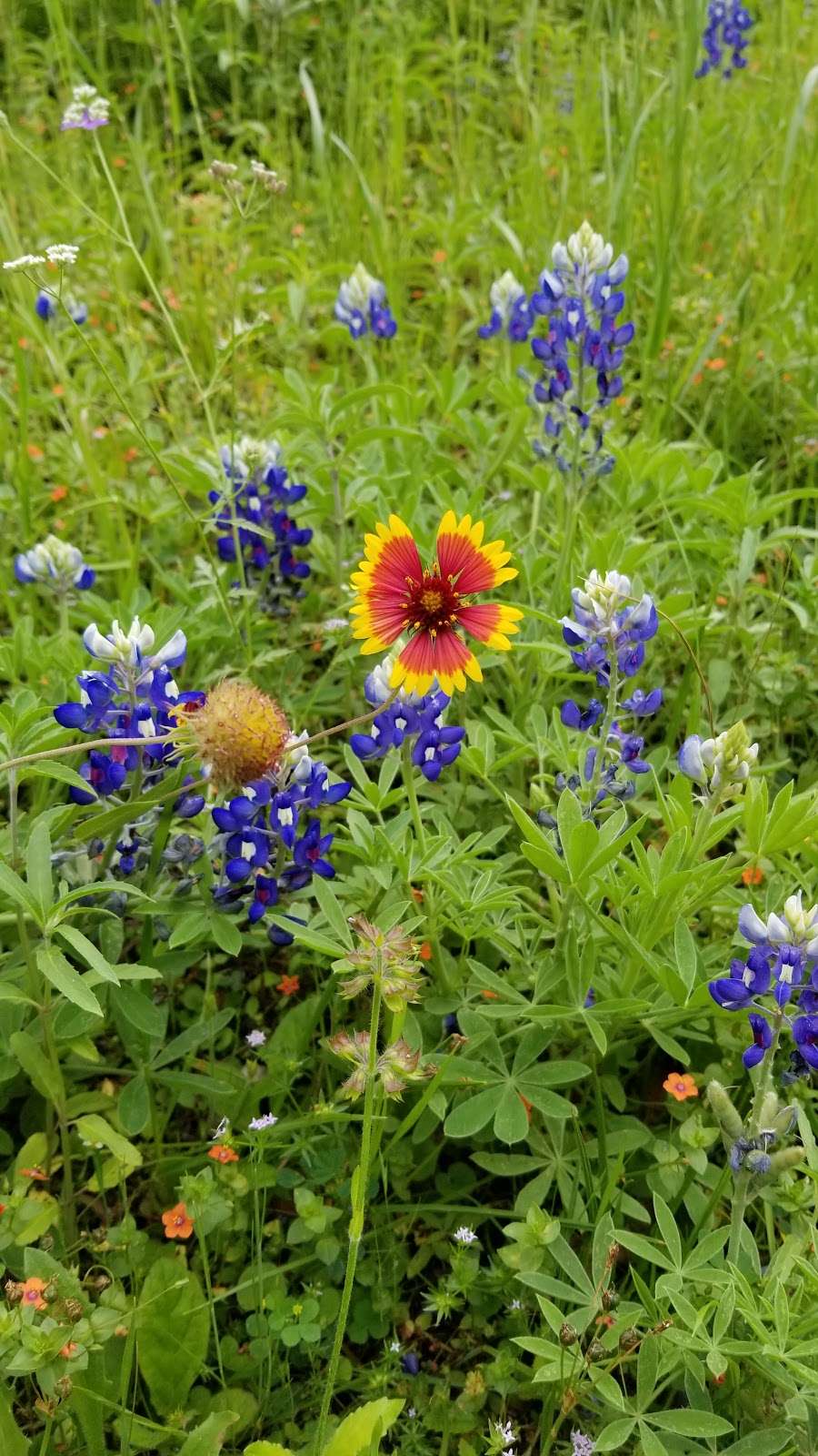 George Bush Park Bike Trail | Houston, TX 77082