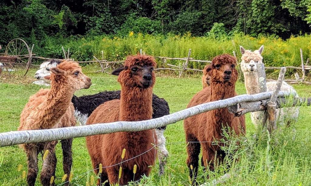 Nashaway Trail Alpacas | 201 Maple St, Stow, MA 01775, USA