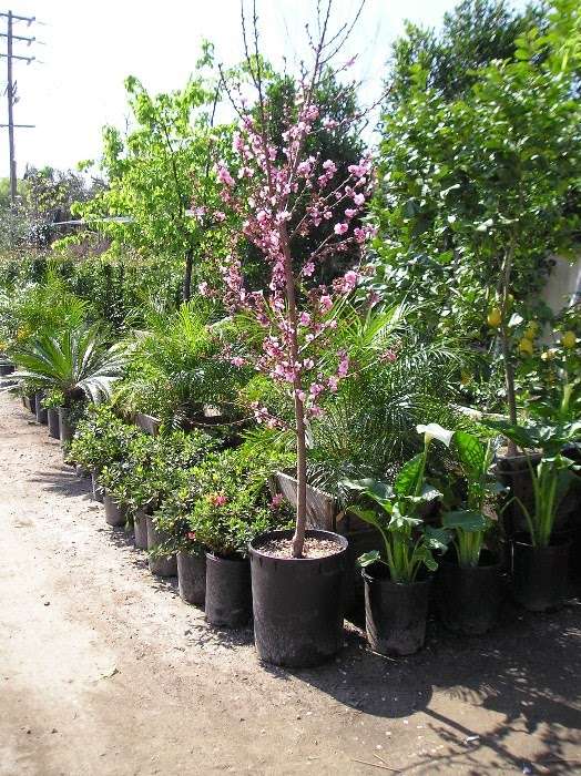 California Nurseries | 18924 Roscoe Blvd, Northridge, CA 91324 | Phone: (818) 773-0000