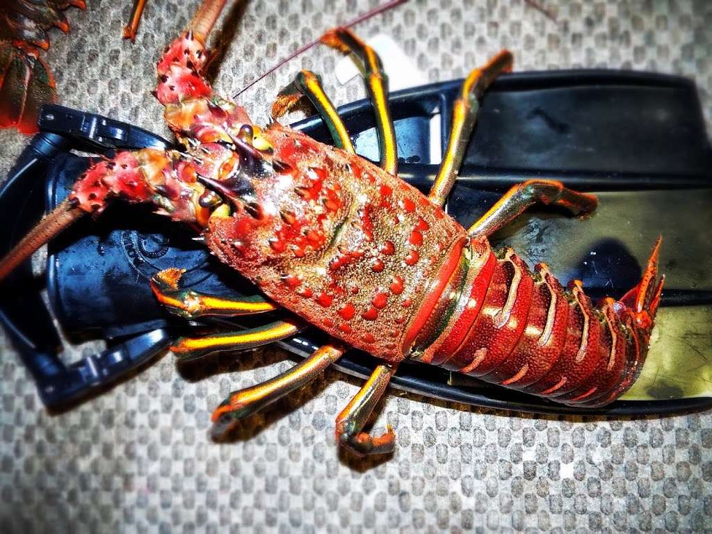 ScubaOne Diving | 15375 Braun Ct, Moorpark, CA 93021, USA | Phone: (919) 810-1833