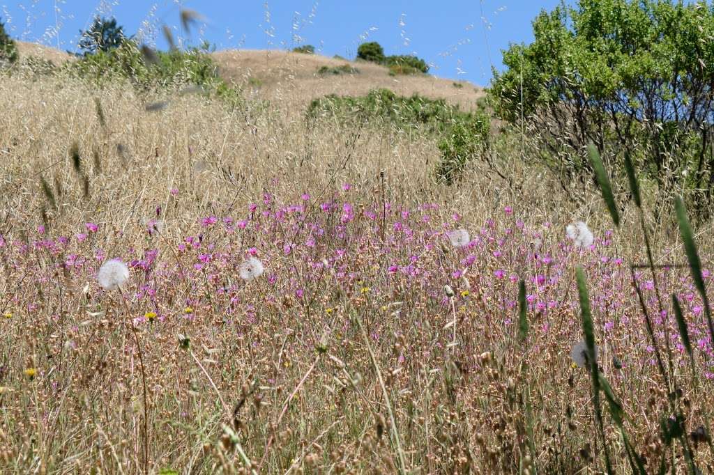 Roys Redwoods Preserve | Woodacre, CA 94973, USA