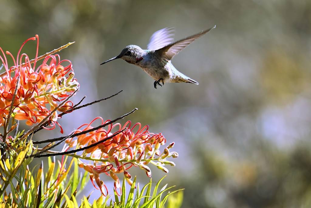 UCSC Arboretum | Santa Cruz, CA 95064, USA | Phone: (831) 502-2998