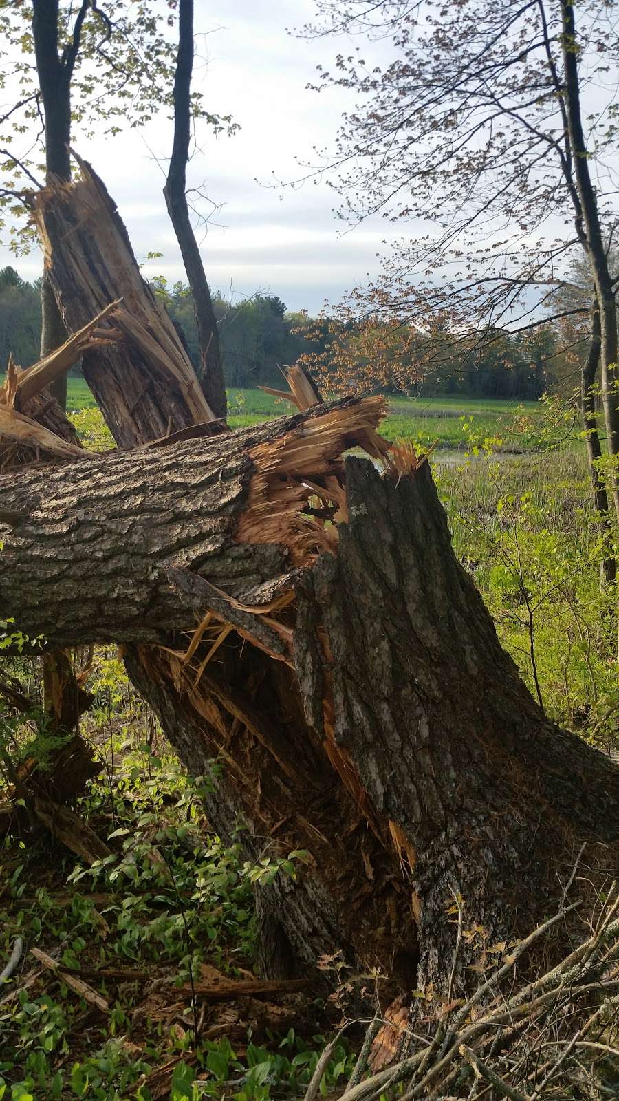 Kendall Pond Conservation Area | 87 South Rd, Londonderry, NH 03053, USA