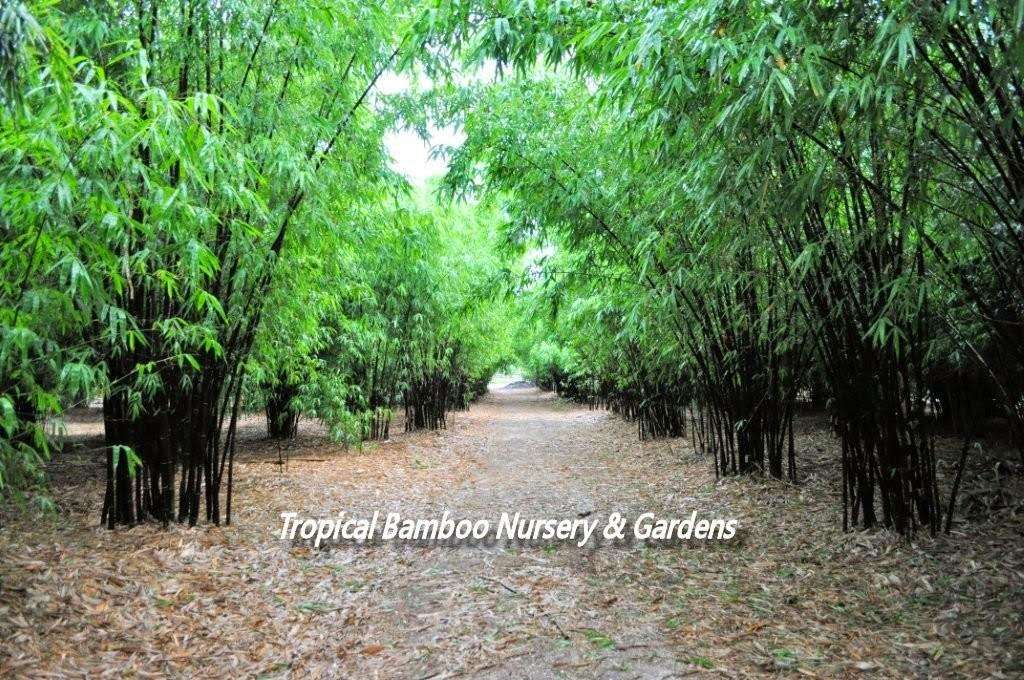 Tropical Bamboo Nursery & Gardens | 2929 G Rd E, Loxahatchee, FL 33470, USA | Phone: (561) 784-2413