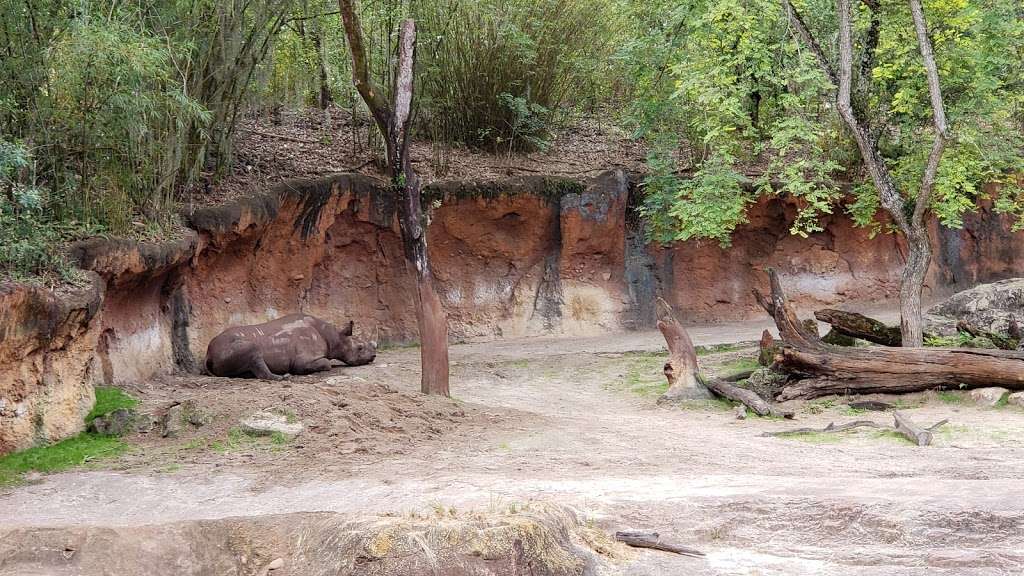 Animal Kingdom | Bay Lake, FL 34747, USA