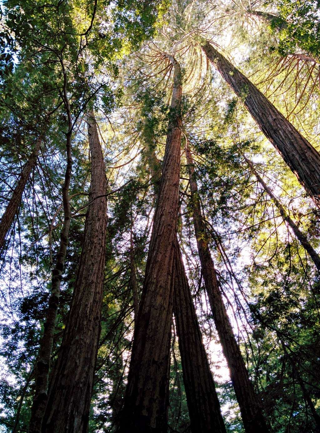 West Waddell Creek State Wilderness | Davenport, CA 95017, USA