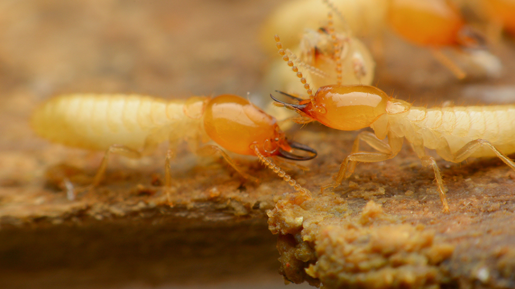 Mercury Termite & Pest Control | 1376 Cypress St Suite A, Covina, CA 91724 | Phone: (626) 963-9955