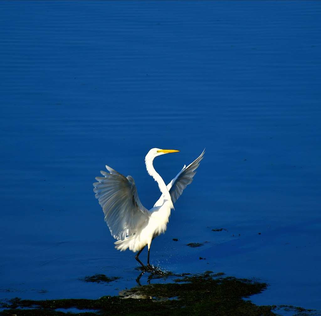 Birdwalk Coastal Access Trail | 355 CA-1, Bodega Bay, CA 94923 | Phone: (707) 875-3540