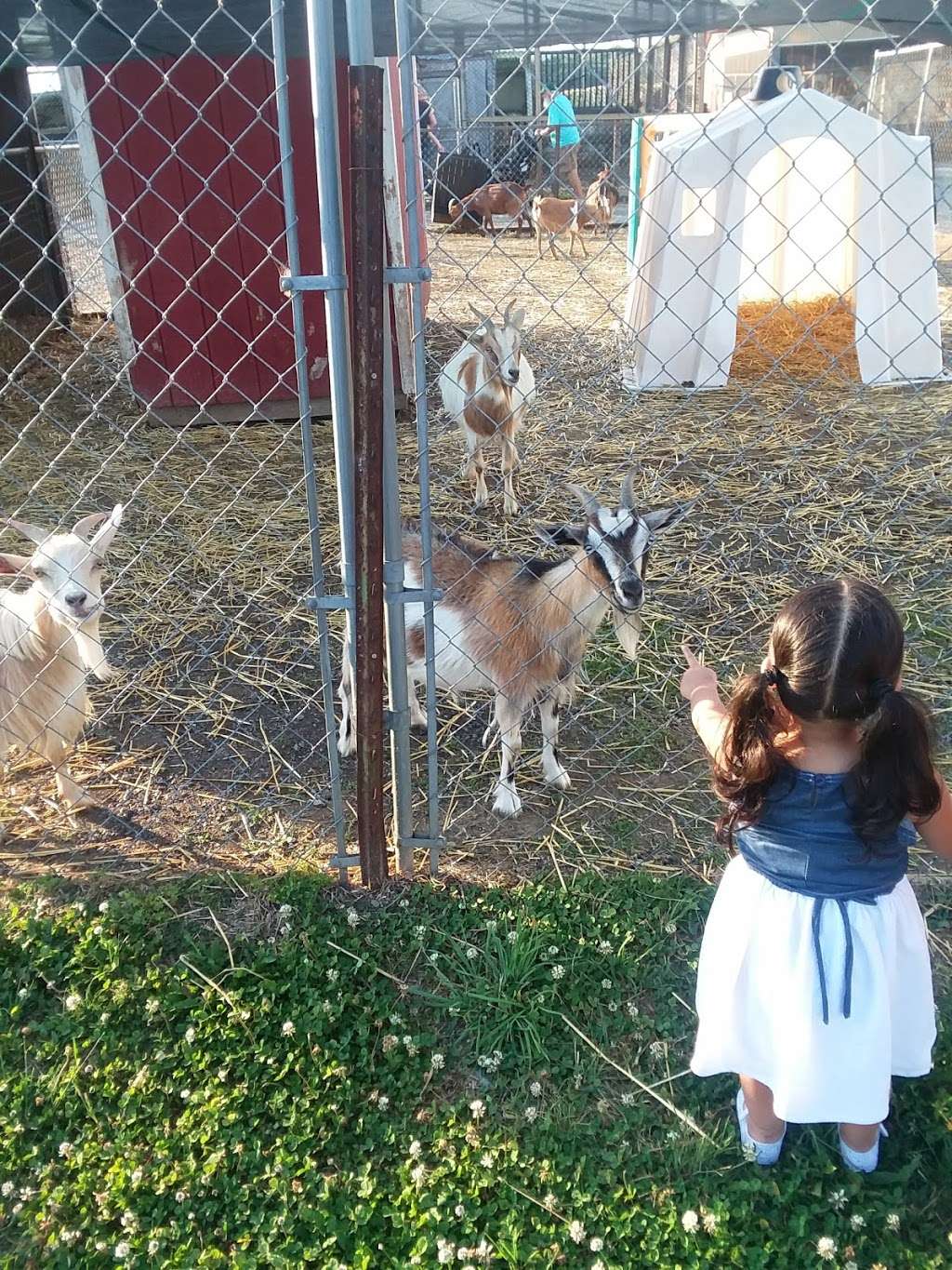 Petting zoo | 6213 Oley Turnpike Rd, Oley, PA 19547, USA