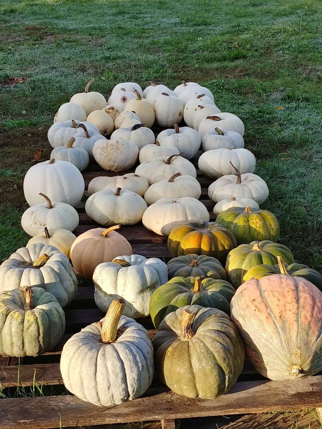 Bartlett Farm Stand | 96 Main St, Salisbury, MA 01952, USA | Phone: (978) 465-7131