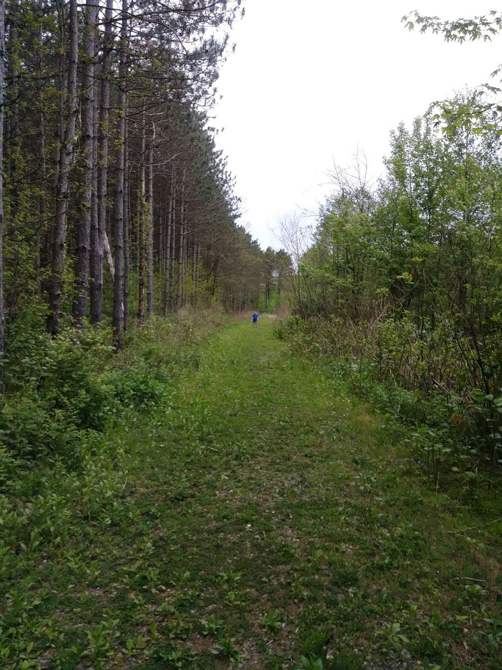 Bolich Wetland Project And Senator James J. Rhodes Nature Trail | 71 Bolich Rd, Ashland, PA 17921, USA