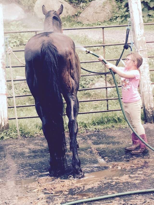 Hollow Brook Riding Academy | 890 Peekskill Hollow Rd, Putnam Valley, NY 10579, USA | Phone: (845) 526-8357