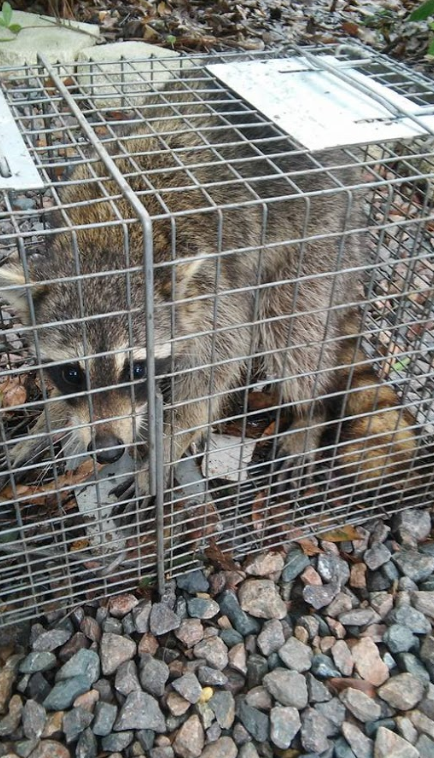 Wildlife Removal Fort Lauderdale | 1220 NW 23rd Ave Unit B, Fort Lauderdale, FL 33311, USA | Phone: (954) 713-9915