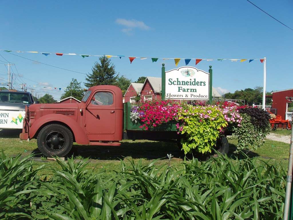 Schneiders Farm | 316 Old Country Rd, Melville, NY 11747, USA | Phone: (631) 673-5844