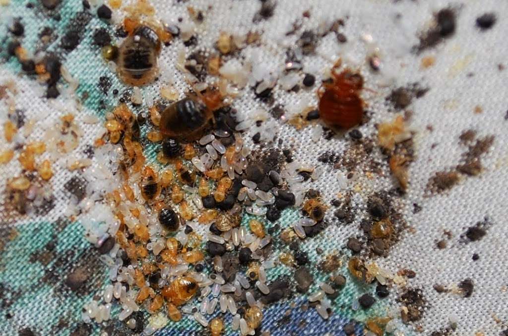 Southern New Hampshire Pest Control | A1 Exterminators | 12 St James Pl, Nashua, NH 03062, USA | Phone: (603) 888-2636