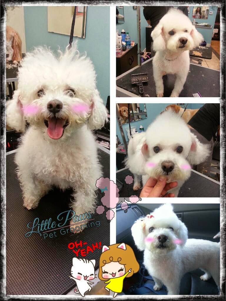 Little Paws Pet Grooming | 1414 S Azusa Ave STE B-11, West Covina, CA 91791, USA | Phone: (626) 653-9645