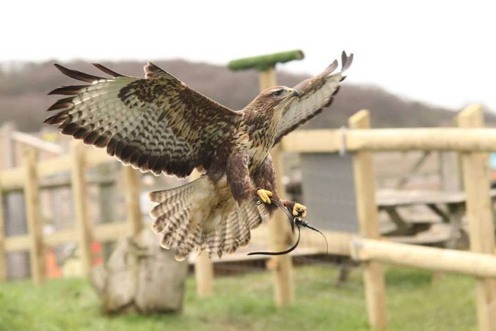 Coda Falconry | Lee Valley Park Farm, Stubbins Hall Lane, Waltham Abbey EN9 2EF, UK | Phone: 07710 969930