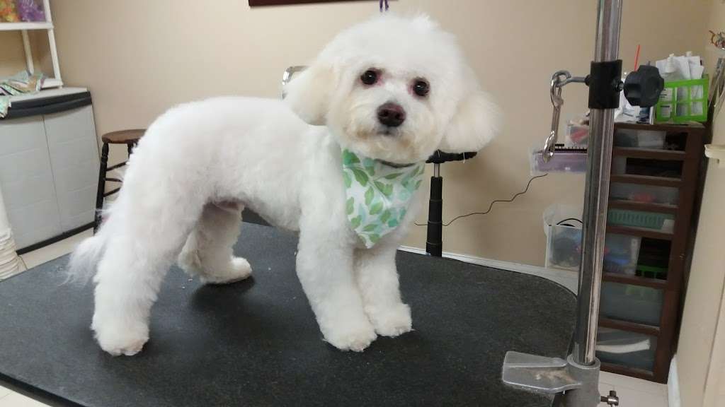 Dog Gone Gorgeous | 1032 Turnpike St #101, Canton, MA 02021 | Phone: (781) 821-3456