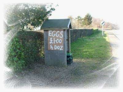 Ventura Eggs | The Ridge, 16 Withyham Rd, Groombridge, Tunbridge Wells TN3 9QU, UK | Phone: 01892 864469