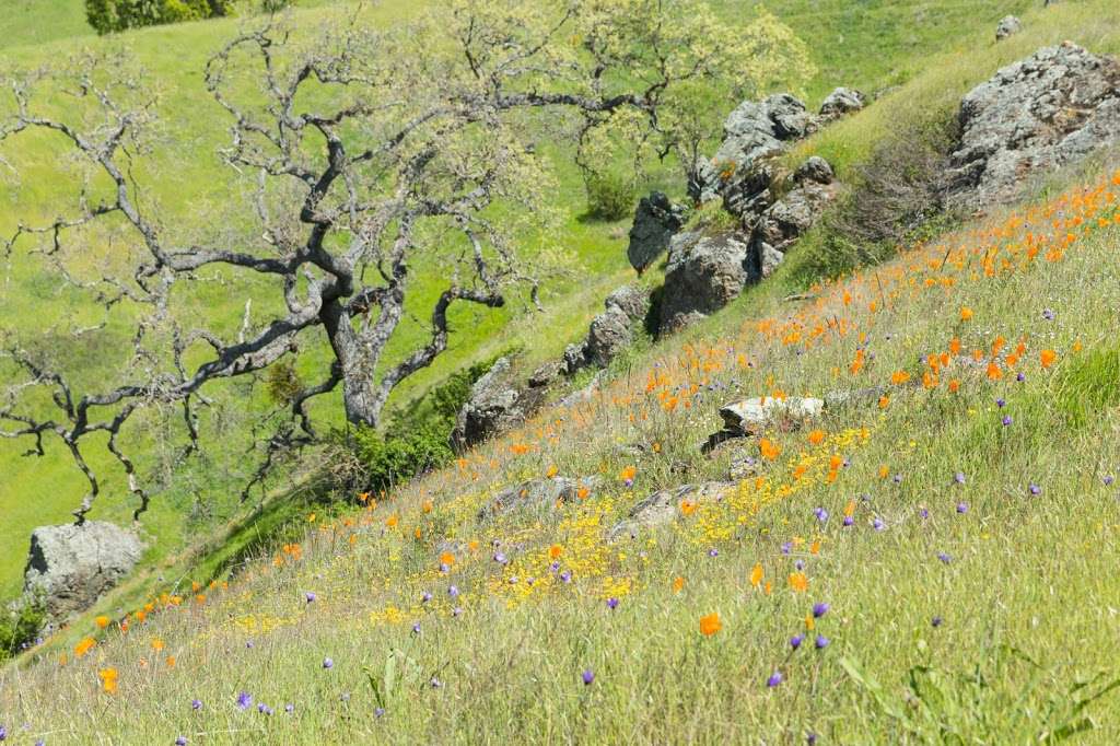 Sky Camp Backpack Camp | Sunol, CA 94586, USA