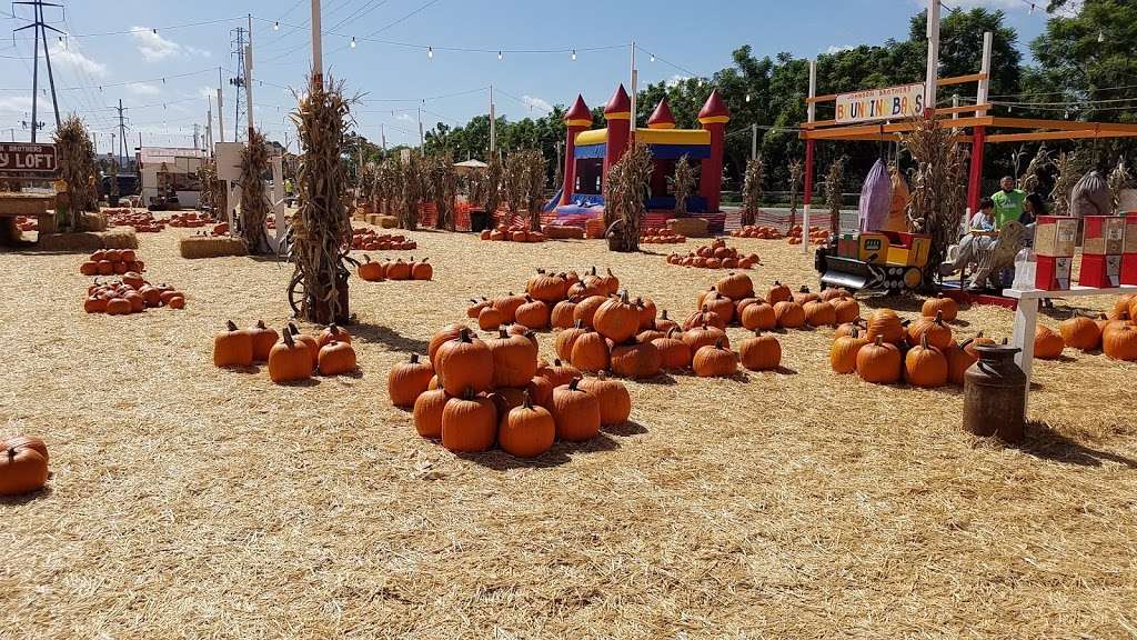 Johnson Brothers Pumpkin Patch and Christmas Tree Lot | 15500 Jeffrey Rd, Irvine, CA 92618 | Phone: (714) 891-7456