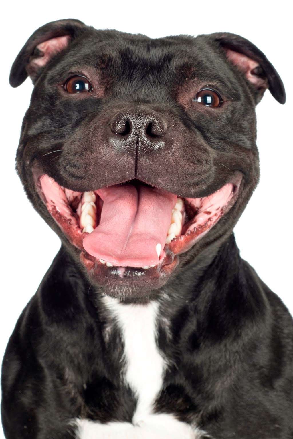 Arbor Creek Animal Hospital | 15971 S Bradley Dr, Olathe, KS 66062, USA | Phone: (913) 764-9000 Arbor Creek Animal Hospital | 15971 S Bradley Dr, Olathe, KS 66062, USA | Phone: (913) 764-9000