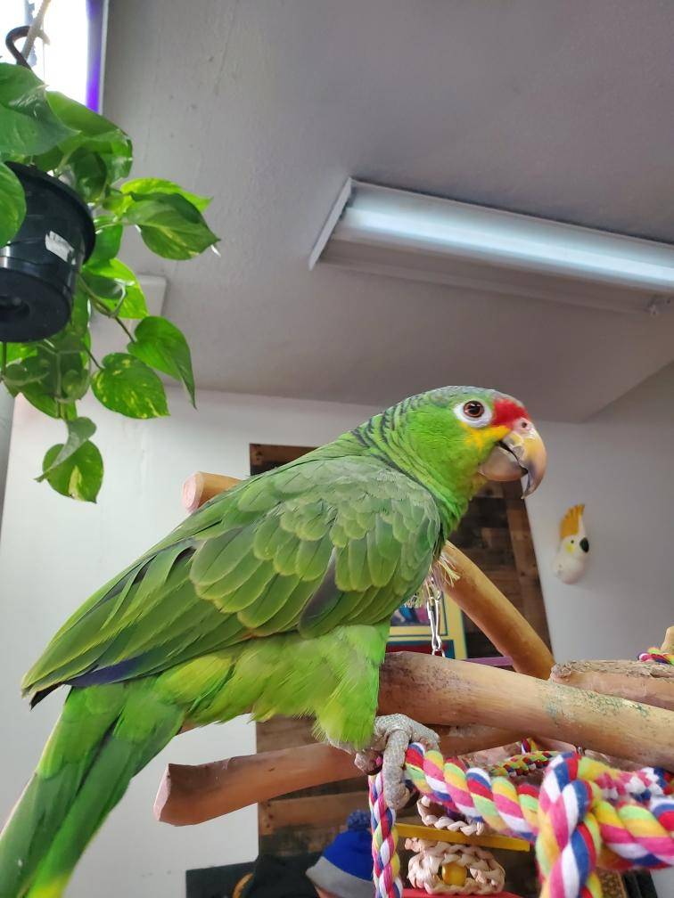 Egyptian Parrot Petshop | 1236 E 66th St, Richfield, MN 55423, USA | Phone: (952) 652-5121