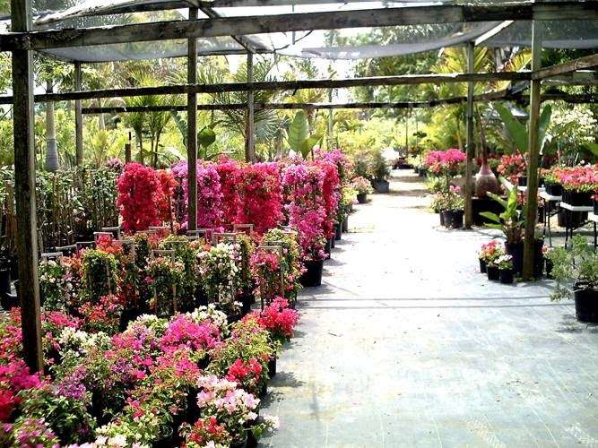 Palm Gardens Nursery | 4761 Judge Rd, Orlando, FL 32812, USA | Phone: (407) 851-6630