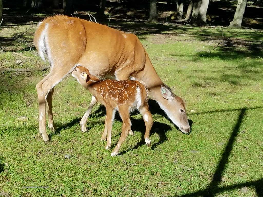 Thompson Park Zoo | Monroe Township, NJ 08831, USA | Phone: (732) 745-3900