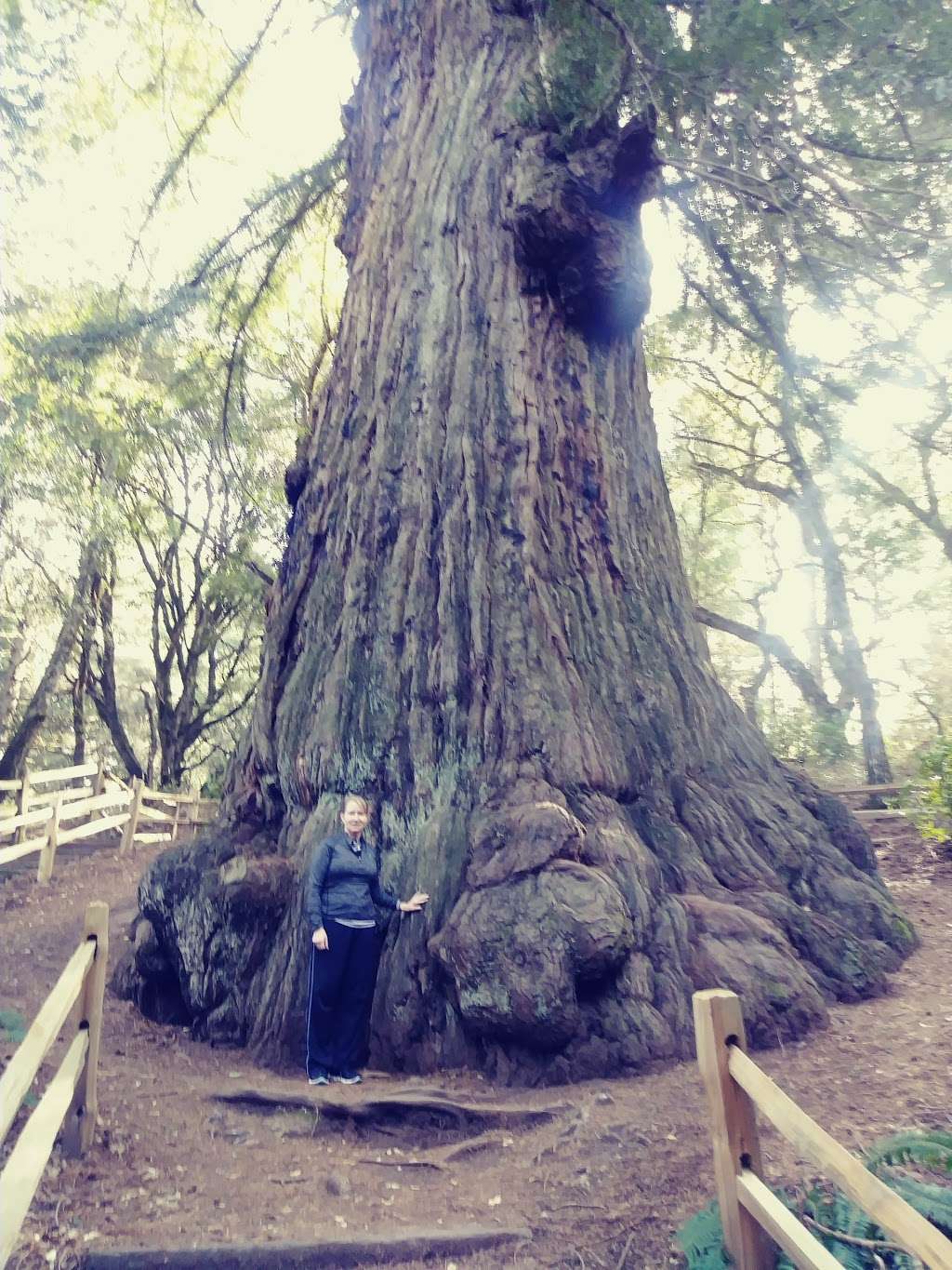 Methuselah Tree | Redwood City, CA 94062, USA