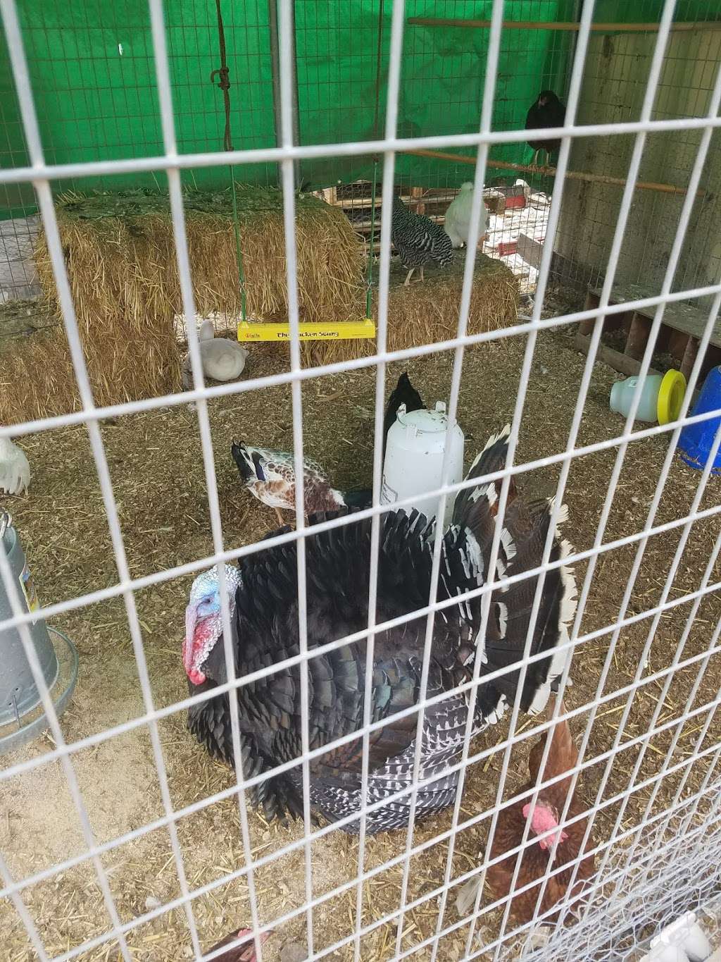 Carters Hay & Grain | 1985 Olivenhain Rd, Encinitas, CA 92024, USA | Phone: (760) 436-4738