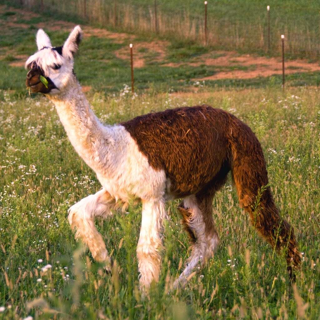 Big Rock Alpaca Farm | 186 Big Rock Rd, East Berlin, PA 17316, USA | Phone: (888) 544-7874