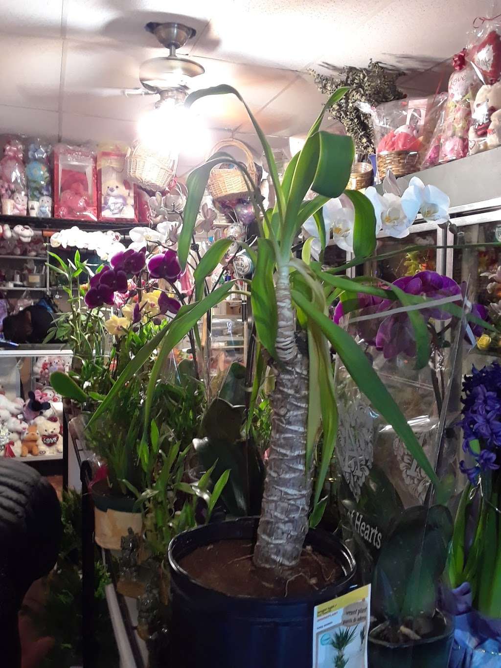 Dalias Flower Shop | 105 Ashburton Ave, Yonkers, NY 10701, USA | Phone: (914) 623-7084