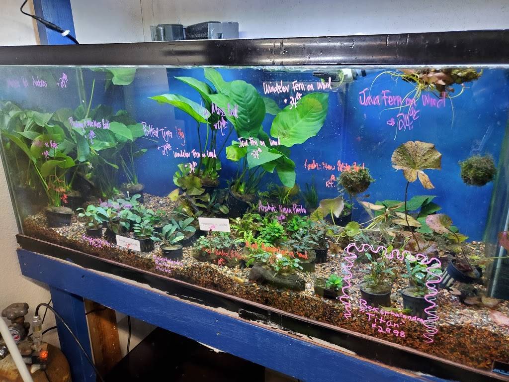 Tongs Tropical Fish & Pets | 8976 Warner Ave, Fountain Valley, CA 92708, USA | Phone: (714) 842-2733