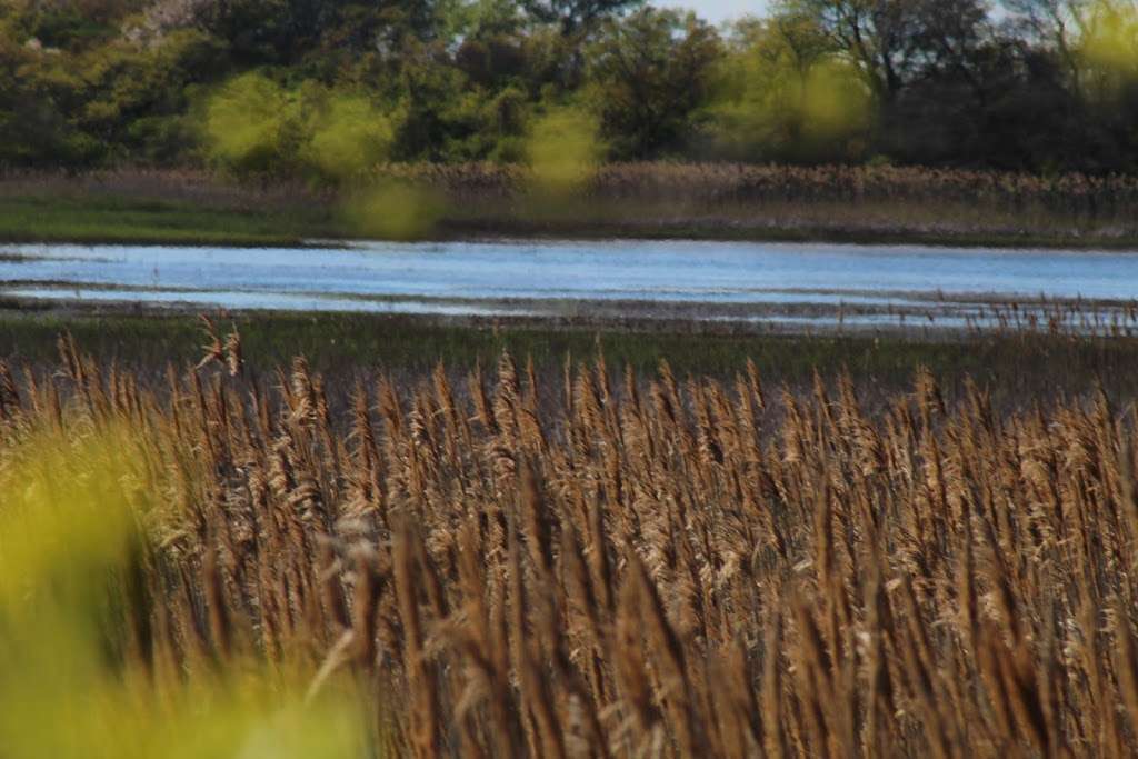 Salisbury Salt Marsh Wildlife Management | Beach Rd, Salisbury, MA 01952 | Phone: (978) 263-4347