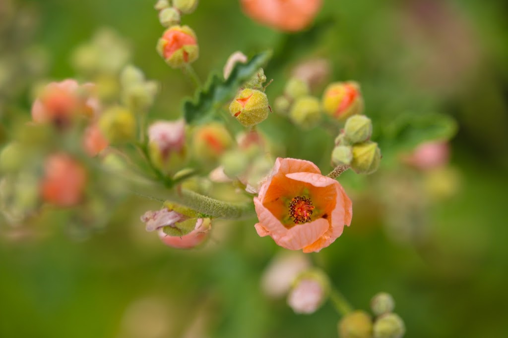 Desert Breeze Hummingbird Habitat | 4700-4724 W Desert St, Chandler, AZ 85226, USA | Phone: (480) 893-6652