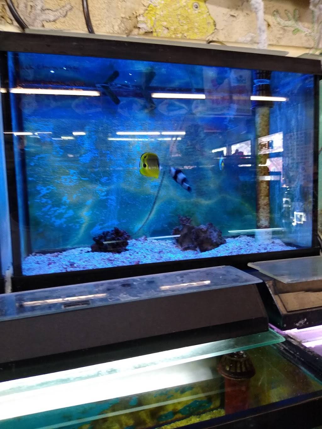 Superway Aquarium | 177 Tennyson Rd, Hayward, CA 94544, USA | Phone: (510) 782-2011