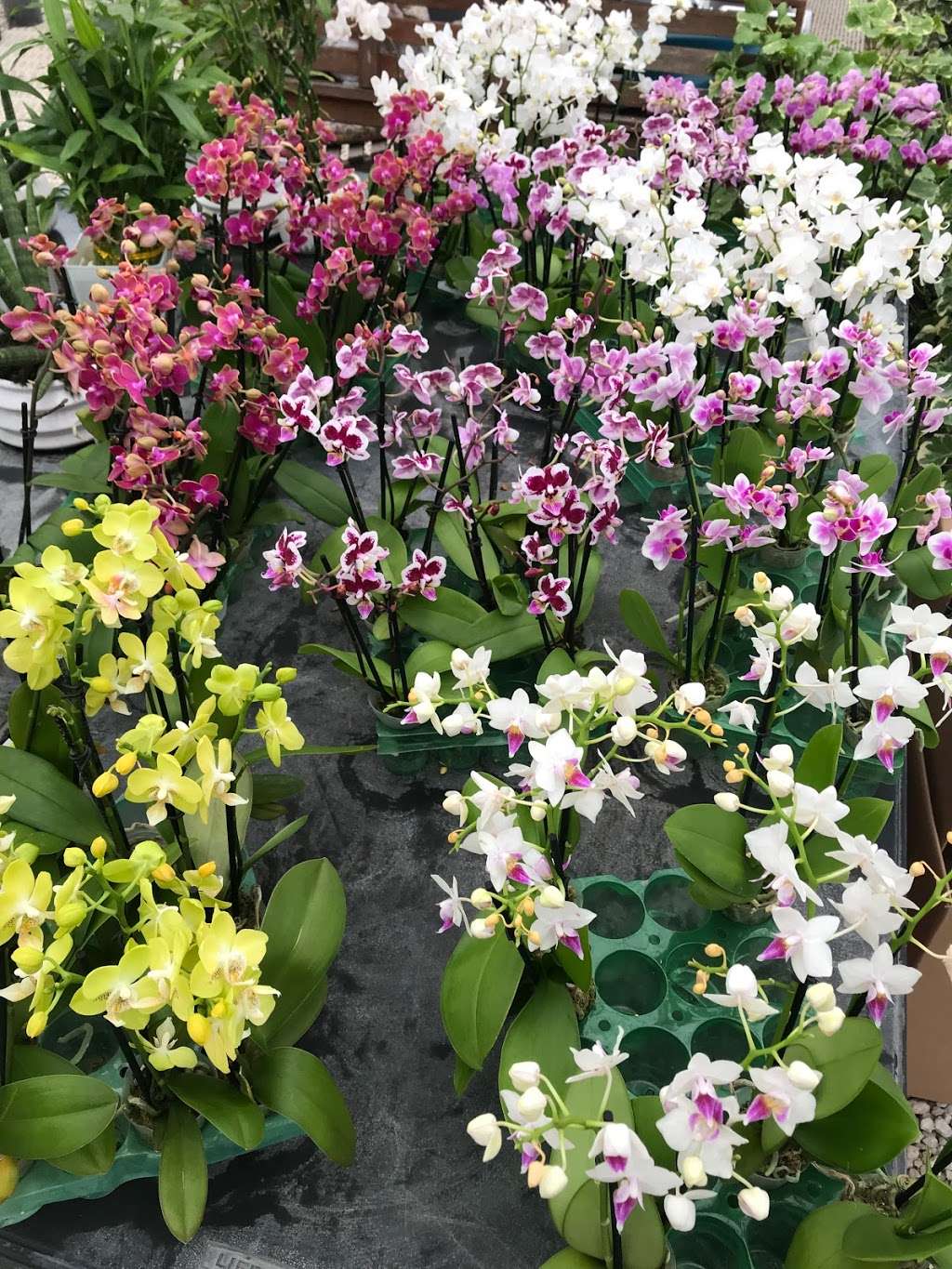 Bamboo And Orchid Gardens | 2325 S Flamingo Rd, Davie, FL 33325, USA | Phone: (954) 931-7733 Bamboo And Orchid Gardens | 2325 S Flamingo Rd, Davie, FL 33325, USA | Phone: (954) 931-7733