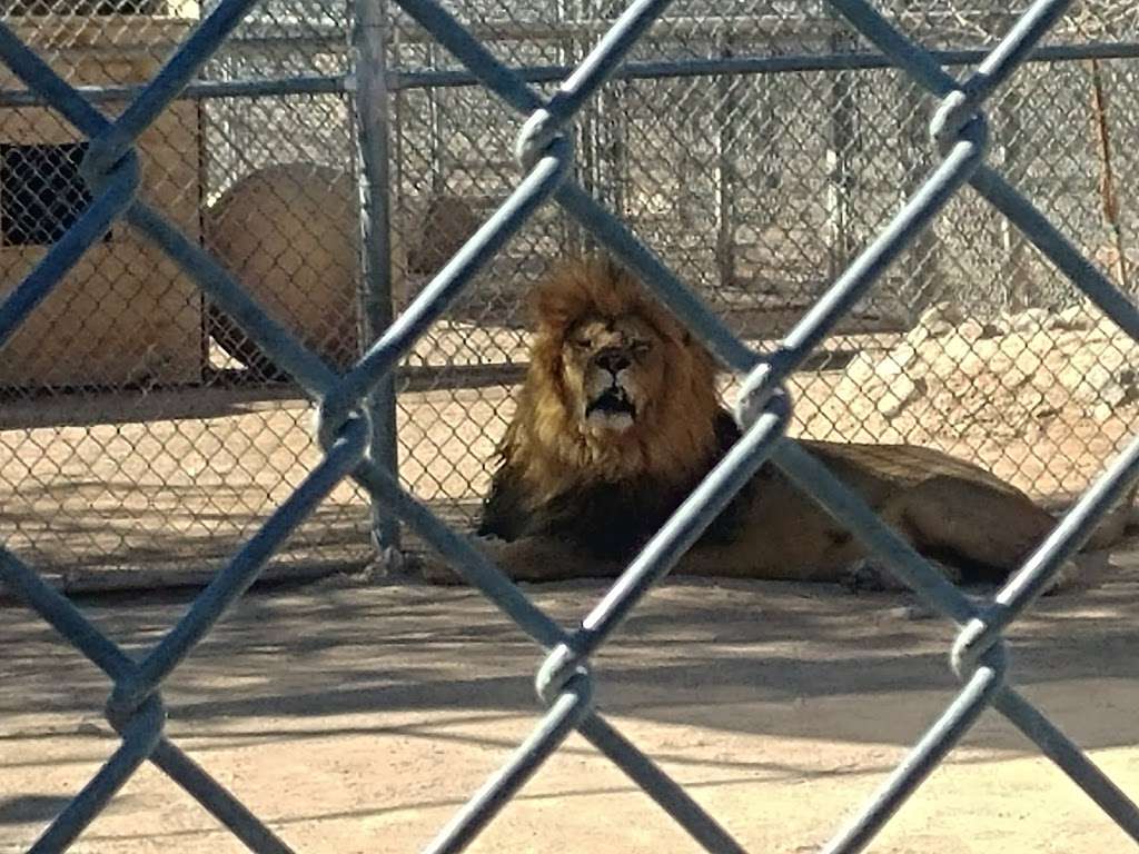 Lion Habitat Ranch | 382 Bruner Ave, Henderson, NV 89044 | Phone: (702) 595-6666