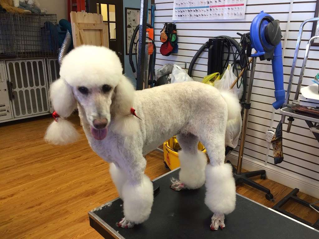 Pets Playground Grooming School | 1294 N Federal Hwy, Pompano Beach, FL 33062, USA | Phone: (954) 782-4994