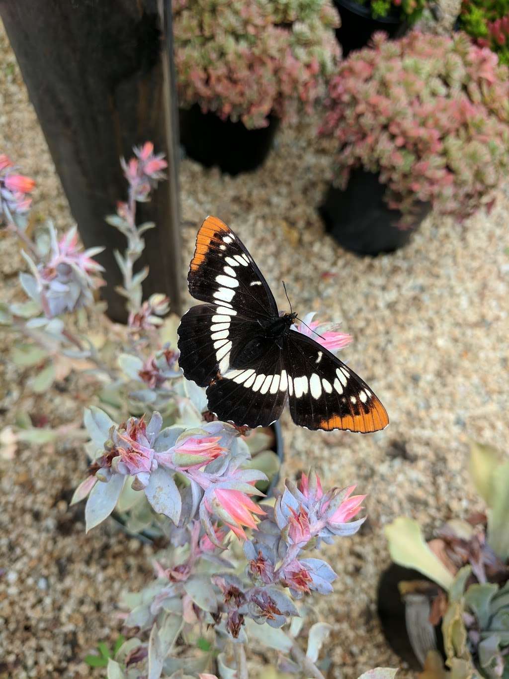 Las Baulines Nursery | 150 Olema Bolinas Rd, Bolinas, CA 94924 | Phone: (415) 868-0808