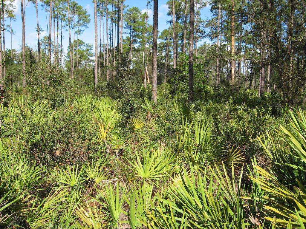 Seminole State Forest | w 32771, 8300 FL-46, Sanford, FL 32771, USA