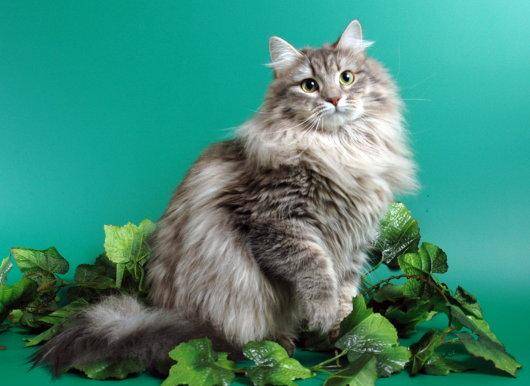 Regal Siberian Cattery | Michaelwood Dr, Virginia Beach, VA 23452, USA | Phone: (757) 222-1348