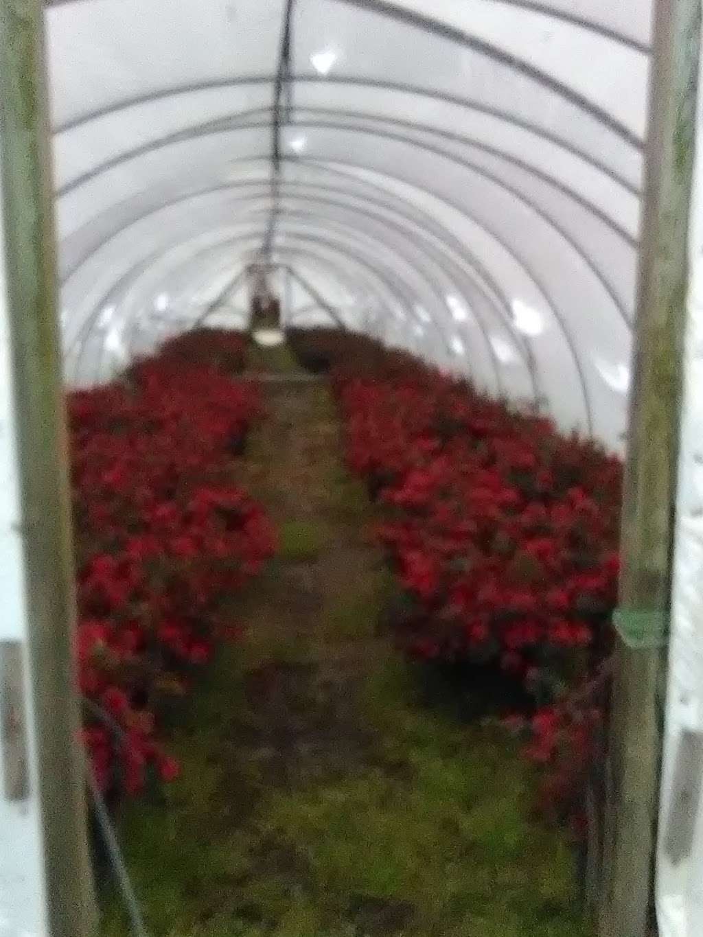 Woodbourne Cultural Nurseries | 301 Colonial Springs Rd, Melville, NY 11747, USA | Phone: (631) 249-2329