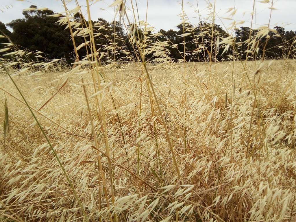 Point Pinole Regional Shoreline | 5551 Giant Hwy, Richmond, CA 94806, USA | Phone: (888) 327-2757